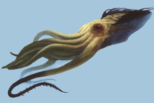 Kraken tor onion