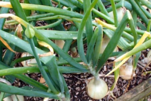 Kraken вы забанены kraken ssylka onion com